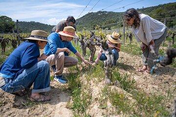 Private Full Day Pic Saint Loup Wine and Olive Tour with Lunch from Montpellier