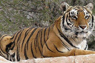 Wild Animal Nature Park, Scenic Route 66 Tour thru Crozier Canyon