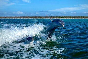 Ten Thousand Islands Eco/Dolphin Tour