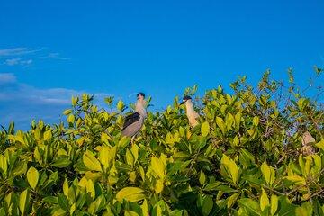 Best Birdwatching Lagoon Tour