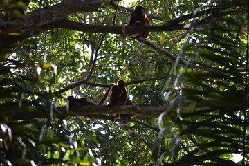 Monkey Viewing Experience at Nariva Swamp