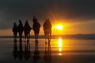 Excursion: 1H/Quad+1H/Camels (free transfer)