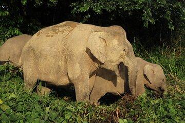 Deramakot Forest Safari Tour 3D2N