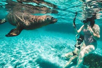 Dolphin and Sealion, Seafood Snorkel Adventure