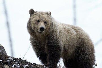 Full Day Private “Pet Friendly” Yellowstone Tour From Cody Wyo!