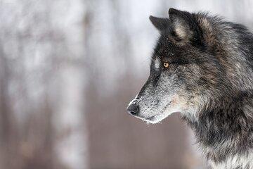 Yellowstone Wolves and Winter 4Day/3Night Adventure from Montana