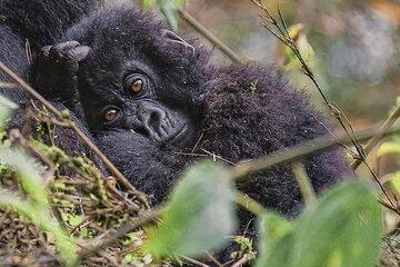 3 Days Rwanda Uganda Gorilla Trekking Safari