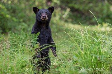 Black Bear viewing and walking at oudoor ctr's Canyon