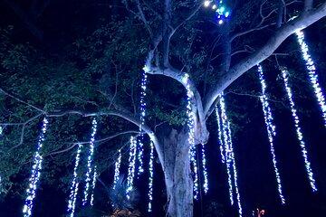 Flamingo Gardens' Garden of Lights