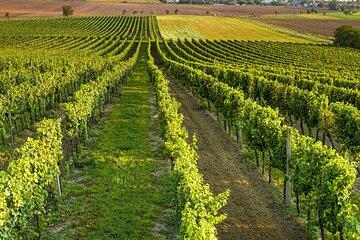 Private tour from Turin: Full day Langhe Region with its Colors and Flavors