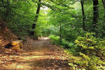 Small-group Guided Forest Walk
