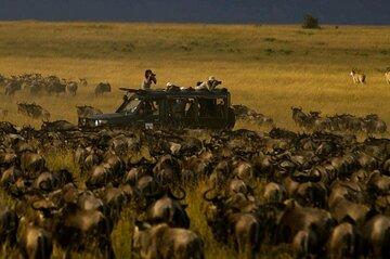 Spectacular Serengeti Migration Safari