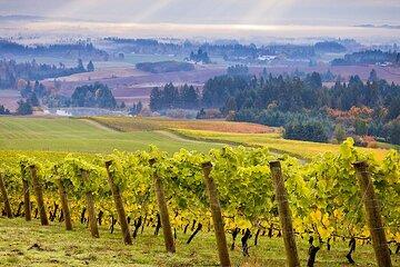 Willamette Valley Wine Tour: A tour for the senses