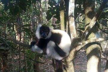 8 Day Trip Madagascar Eastern Wildlife and Nature
