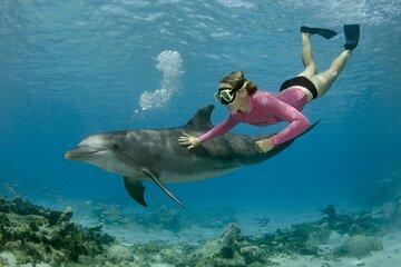 VIP Dolphin House Sea Trip with Snorkeling and Lunch - Soma Bay