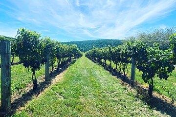 Virginia Wineries Tour