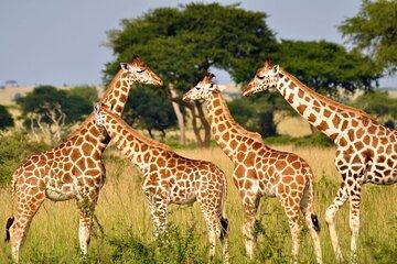 Tala Game Reserve Natal Lion Park and Phezulu Safari Full Day