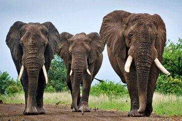 Half Day Private Safari Hluhluwe Imfolozi Reserve fr Richards Bay