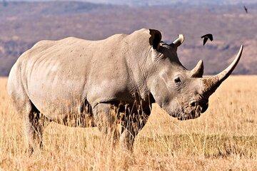 Tala Game Reserve, Natal Lion Park and Phezulu Safari fro Durban