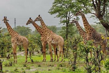 Tala Game Safari and Durban City Adventure