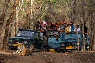Sure Shot Tiger Viewing: Half-Day Panna National Park Jeep Safari