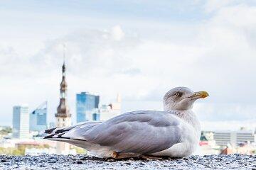 Private Custom Walking Tour with Local Guide in Tallinn