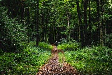 Courtown Woodland Guided Tour