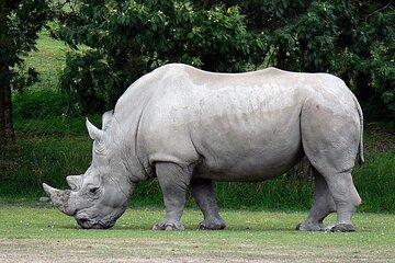 Tala Game Reserve Half Day Safari from Durban