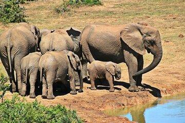 Half Day Hluhluwe Imfolozi Game Reserve Safari from Richards Bay