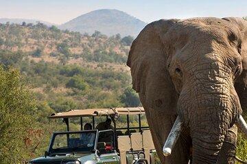 Tala Game Reserve Natal Lion Park and Phezulu Safari Park Tour