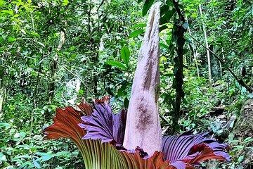Private Day Tour from Medan: Corpse Flower Trek(Minimum 2 people)