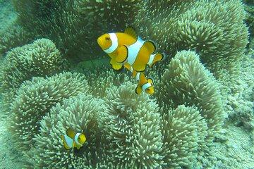 Discover Scuba Diving in Coron