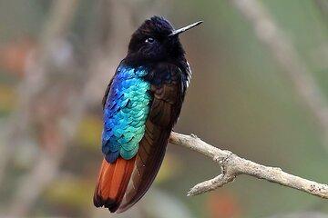 Bird watching in Aceromarka Yungas Region