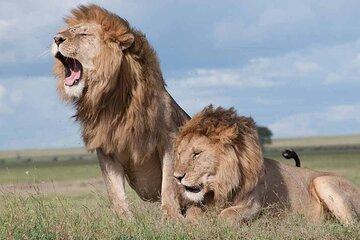 Nairobi National Park Game Drive Guided Tour