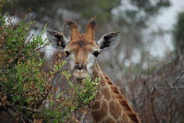 Half Day Kruger Safari Private Tour