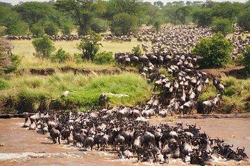 6 Days Ndutu Wildebeest Migration Dec-March