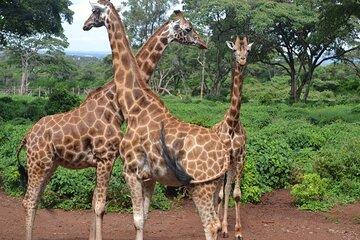 Giraffe Center Guided Day Tour in Nairobi