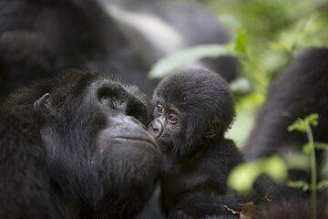 Uganda Primates and Queen Elizabeth to Kigali