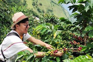 3 Day Private Tour Authentic Coffee Experience in Colombia