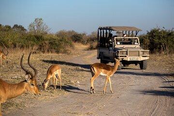 Cape Town Big Five Safari Full Day Tour with Lunch