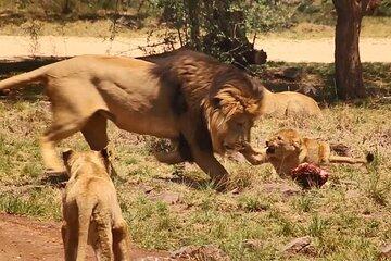 Cape Town Private Full Day Aquila Safari Tour with Lunch