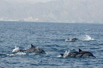 Muscat Shared Dolphin Watching Tour Adventure