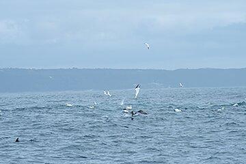 Bird Safaris