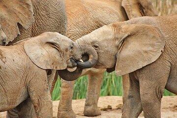 Day Tour in Addo Elephant Park and Port Elizabeth South Africa