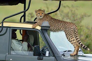 Safari Adventure in Kenya by 4x4 Jeep