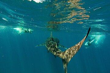 Whale Sharks and Sea Lions Snorkeling Picnic at Balandra Beach