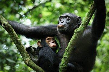 3 Days Uganda Chimpanzee Tracking Tour