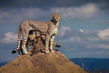 Explore Arusha National Park 4WD Tour