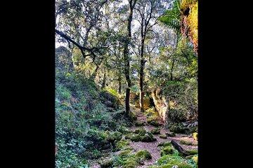Enchanted Forest Hike and Wine Tasting Private Tour