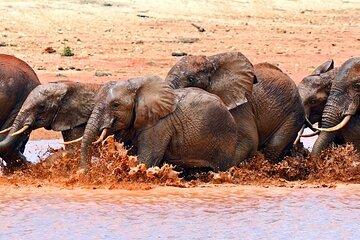 3 Days Private Tsavo East and West with Mzima Springs Safari